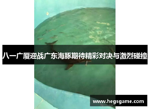 八一广厦迎战广东海豚期待精彩对决与激烈碰撞